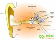 传导性耳聋